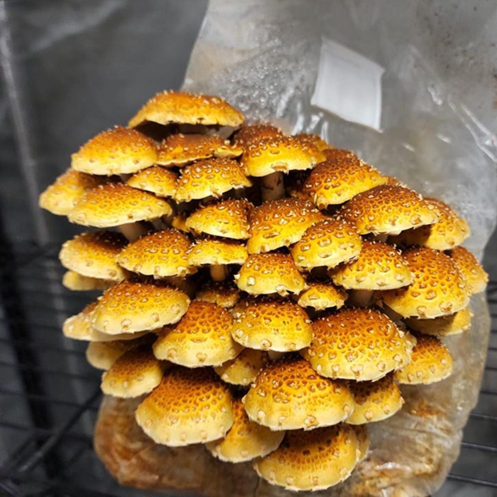 50 шт., полипропиленовый мешок – обзор и цена Mushroom Spawn Bag